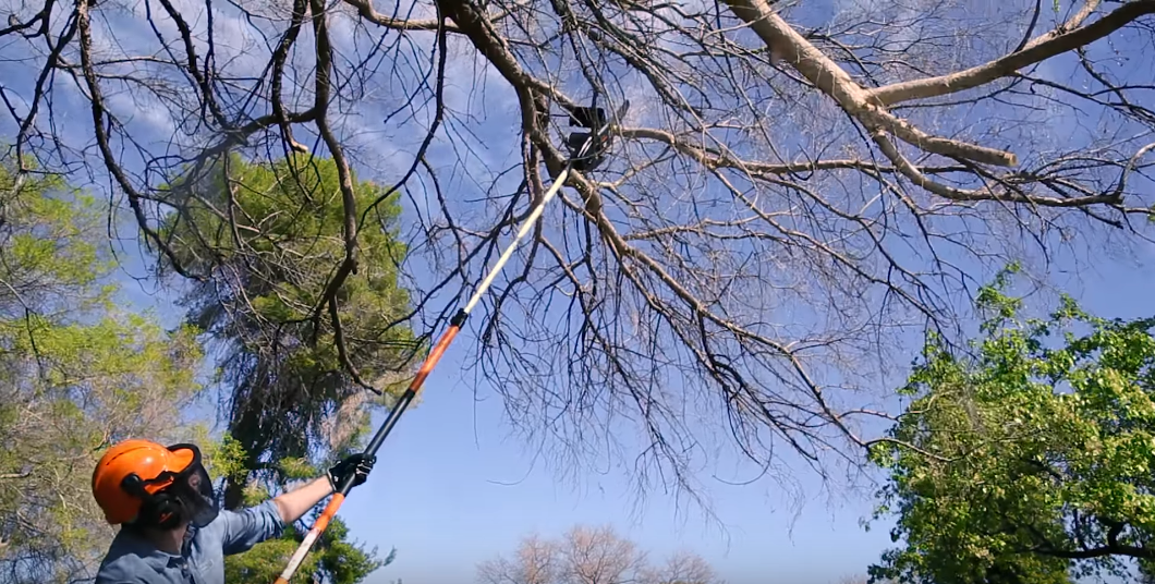 How to Cut Tree Limbs That Are Too High to Reach? PoleSawGuide